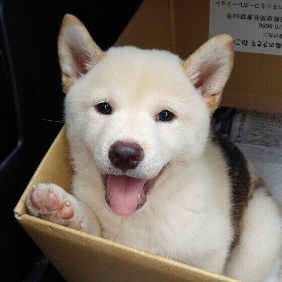 柴犬のこむぎちゃん