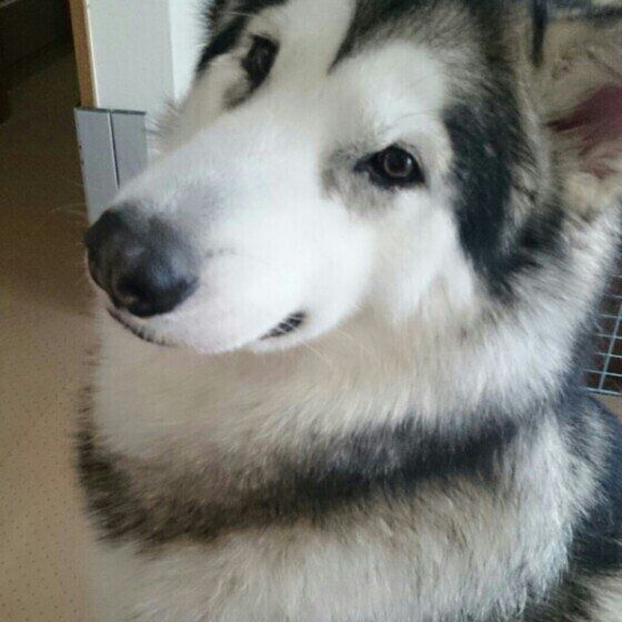 凛々しい顔のアラスカン・マラミュート