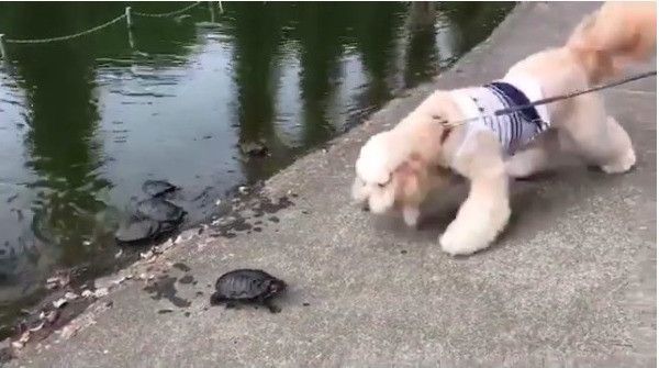 カメと対面ワンコ