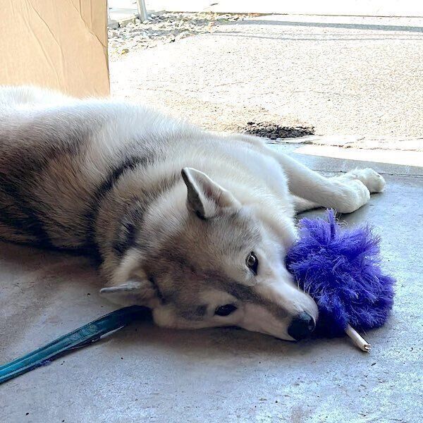 おもちゃで遊ぶりくくん