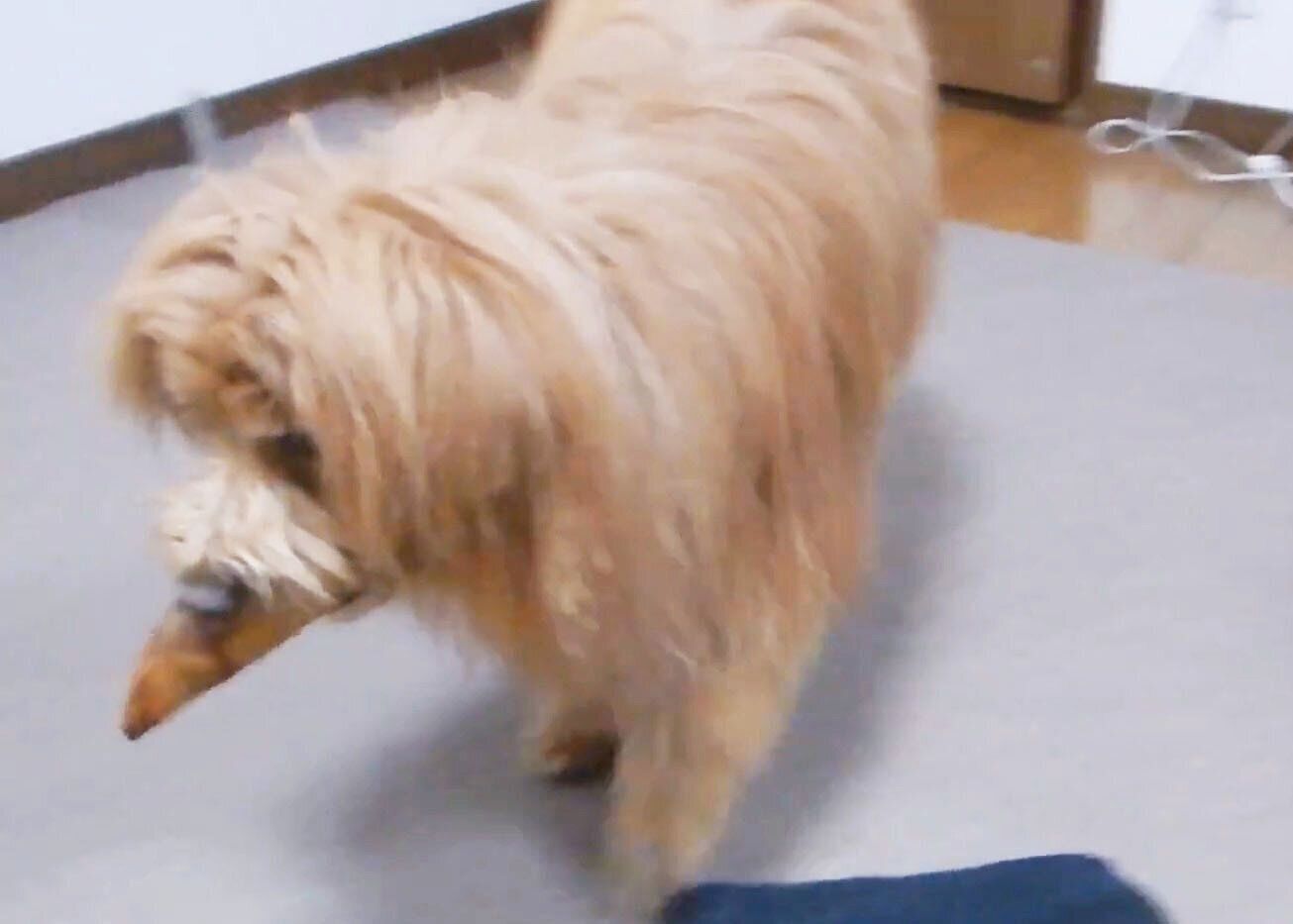 おやつを隠したくてウロウロ でも場所が見つからない 連載 こぐま犬てんすけ Vol 85 いぬのきもちweb Magazine