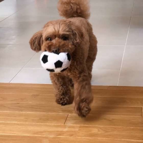 ボールで遊ぶトイ・プードル