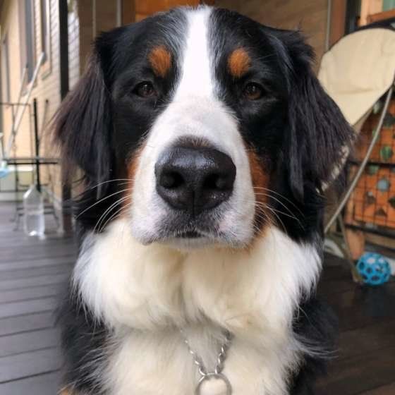 カメラ目線のバーニーズ・マウンテン・ドッグ