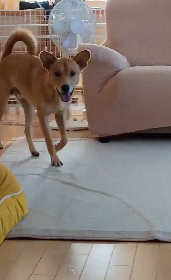 お兄ちゃんの姿を見つけて、一目散に駆け寄るコタくん