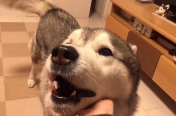 シベリアン・ハスキーの文太くん