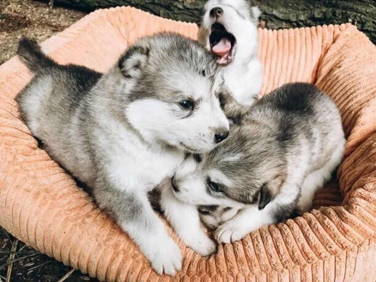 アラスカン マラミュートの特徴 性格 最新価格と飼い方 いぬのきもち 犬図鑑 いぬのきもちweb Magazine アラスカン マラミュートの特徴 性格 最新価格と飼い方 いぬのきもち 犬図鑑 いぬのきもちweb Magazine