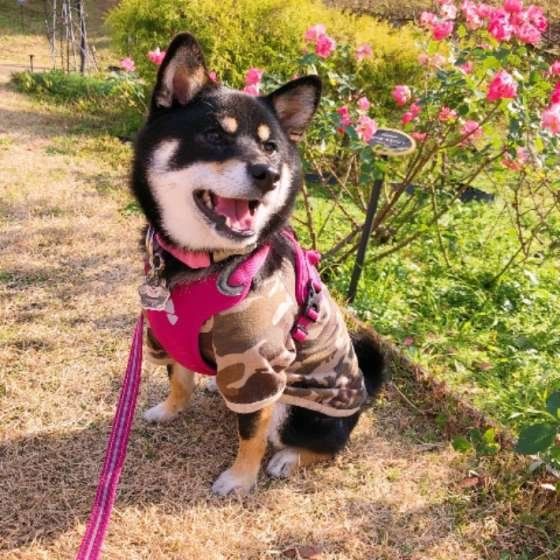 お花見をするラガーちゃん