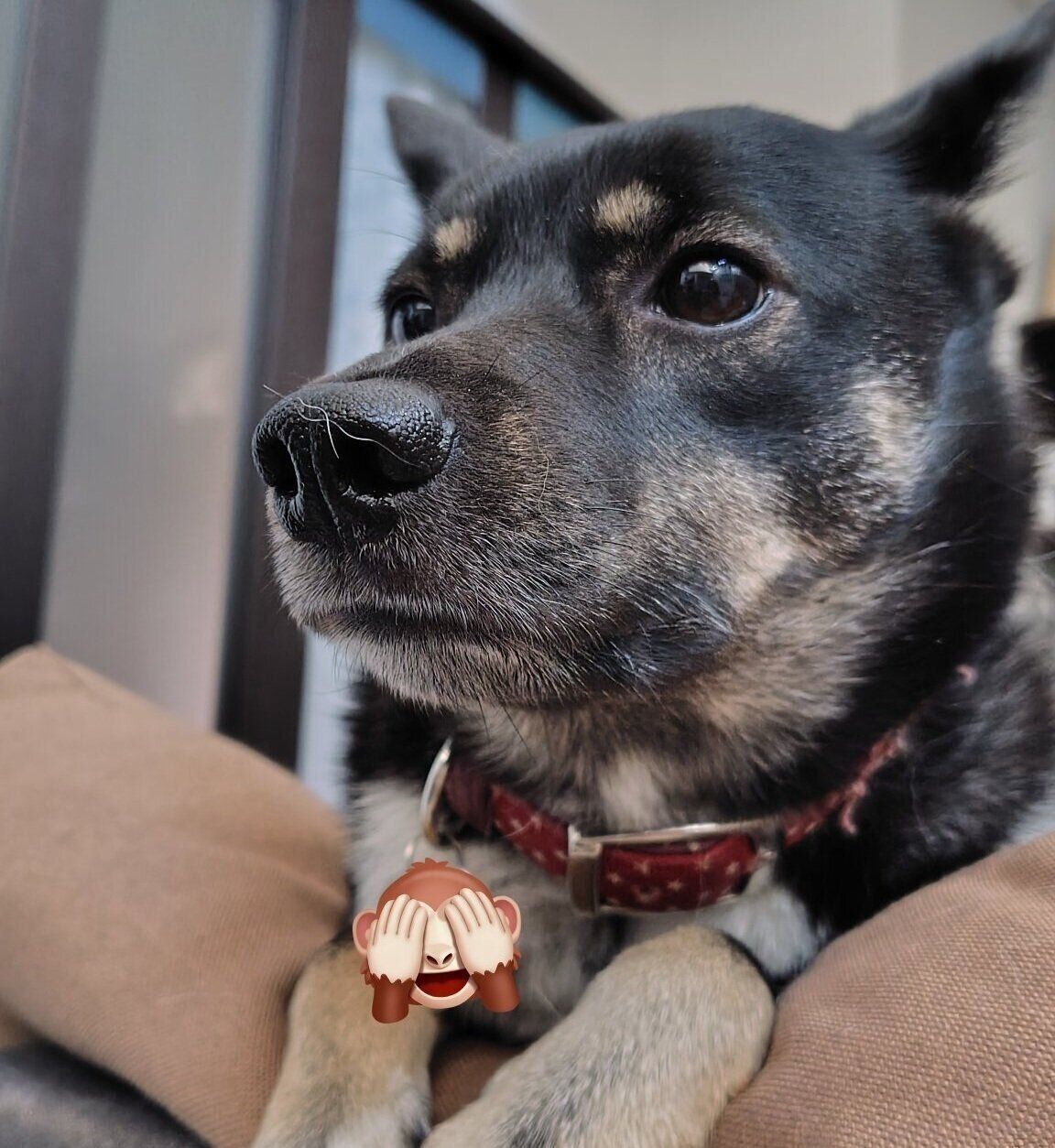 家のなかを見つめるステラちゃん