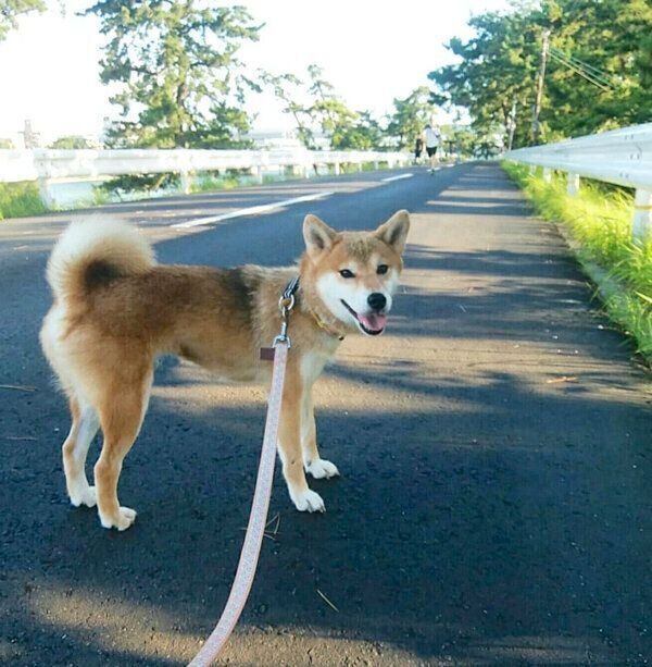 お散歩を楽しむフクコちゃん