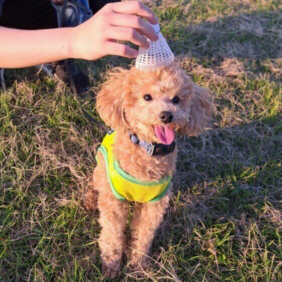 トイ・プードルのまろくん