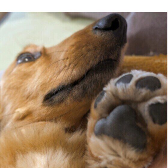 犬にも水虫はあるの？ 犬の皮膚糸状菌症が人にうつらないための知識を獣医師に聞いた いぬのきもち