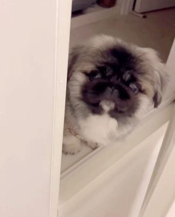 飼い主さんのことを見つめるモブくん