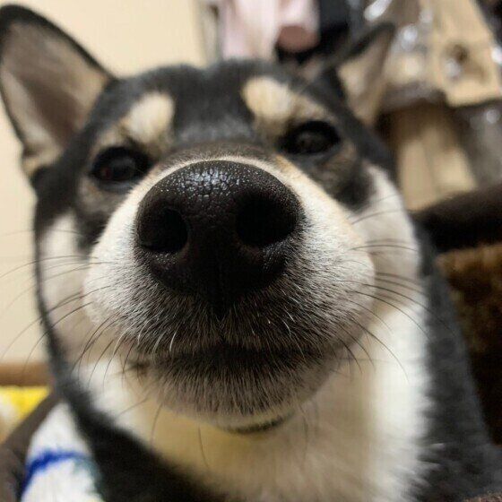 柴のまろちゃん