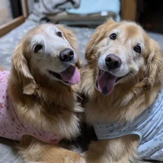 犬がウンチを食べるのをやめさせたい! 犬の食糞症で考えられる病気と対処法 いぬのきもち