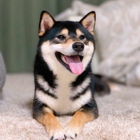 柴の琥大朗くん