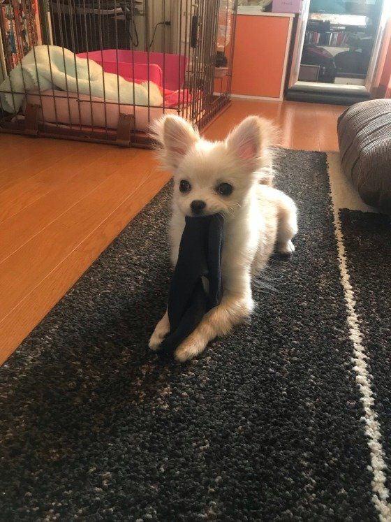 靴下をくわえたmix（雑種）小型犬