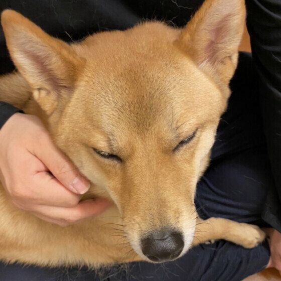 Mix（中型犬）のシシィちゃん♪