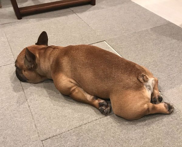 驚きの体勢で寝落ちしちゃう犬