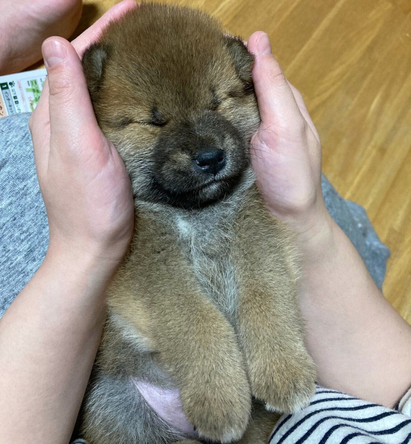 生後2カ月の文太くん