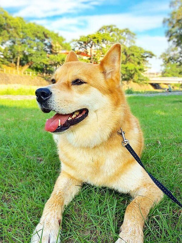 ニコニコしている福くん