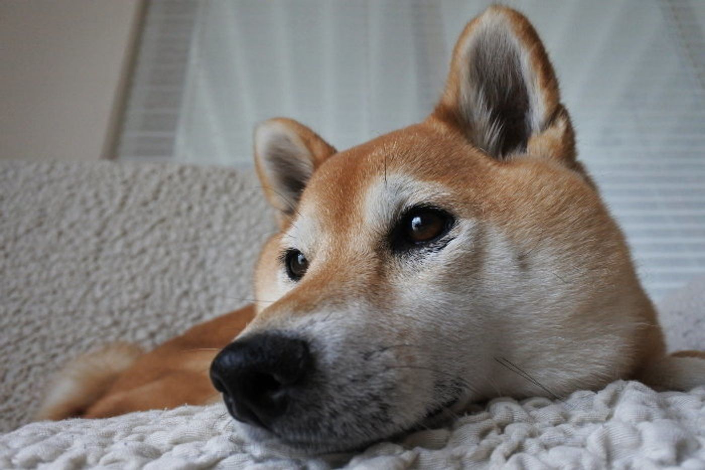 犬と一緒に寝ると信頼関係が深まるかもしれない説 柴犬マロたんの場合 いぬのきもちweb Magazine 犬と一緒に寝ると信頼関係が深まるかもしれない説 柴犬マロたんの場合 いぬのきもちweb Magazine