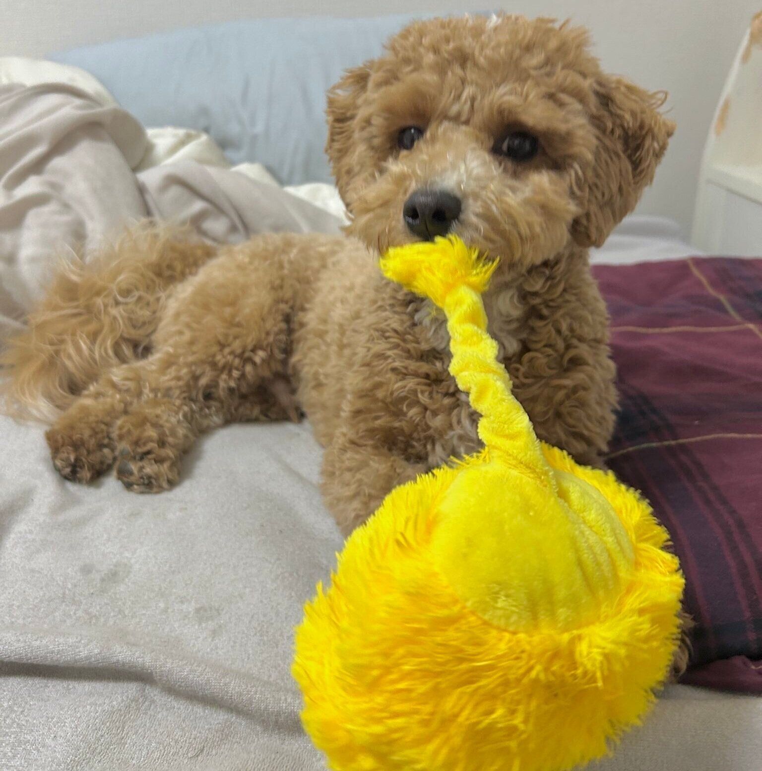 別の日の投稿　おもちゃで遊ぶたむくん