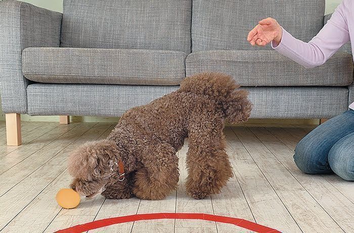 ボールdeカーリングごっこ3