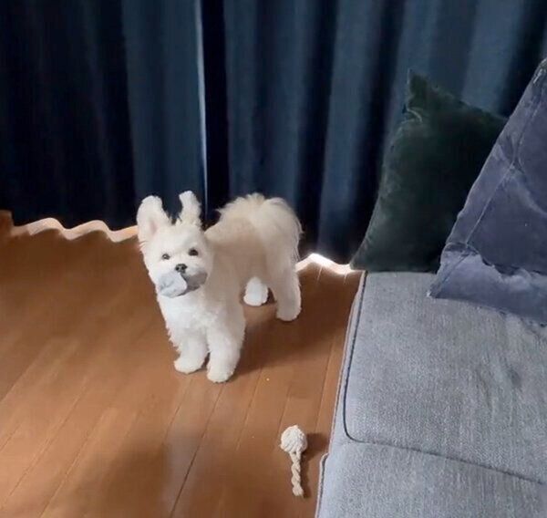 飼い主さんの靴下を盗むぽんたくん