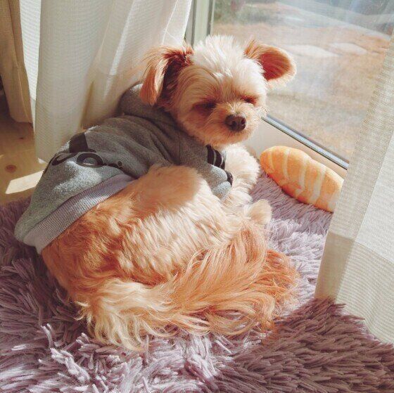 ウトウトしているロアちゃん