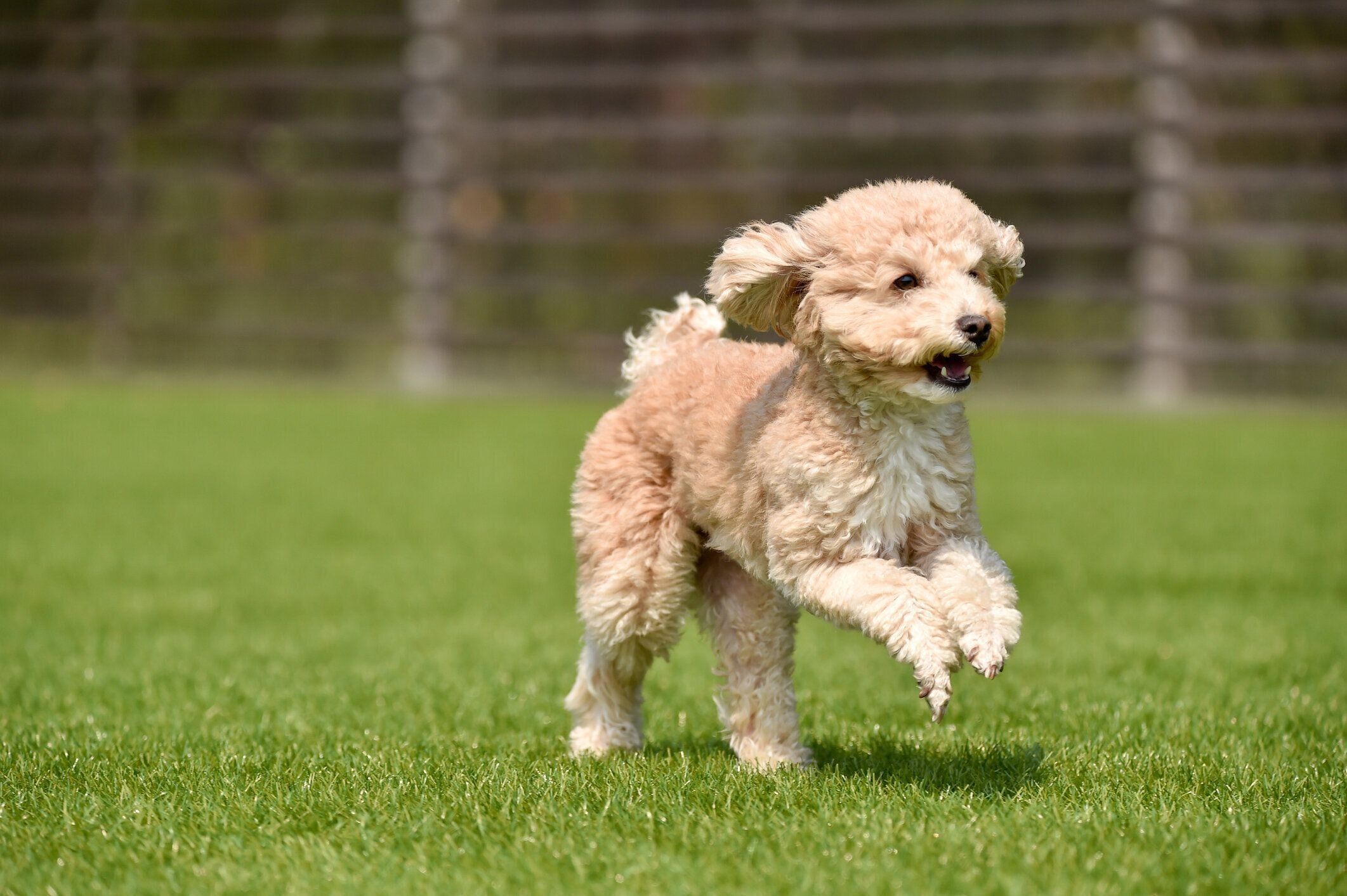 適切なかゆみ治療を受けたトイ・プードルのイメージ