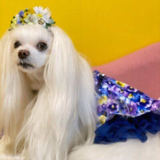 マルチーズのめいちゃん