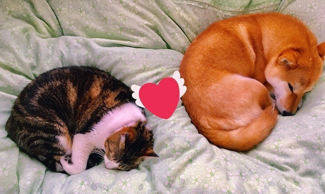 柴さくらちゃん・猫ミミちゃん・ワンモナイト