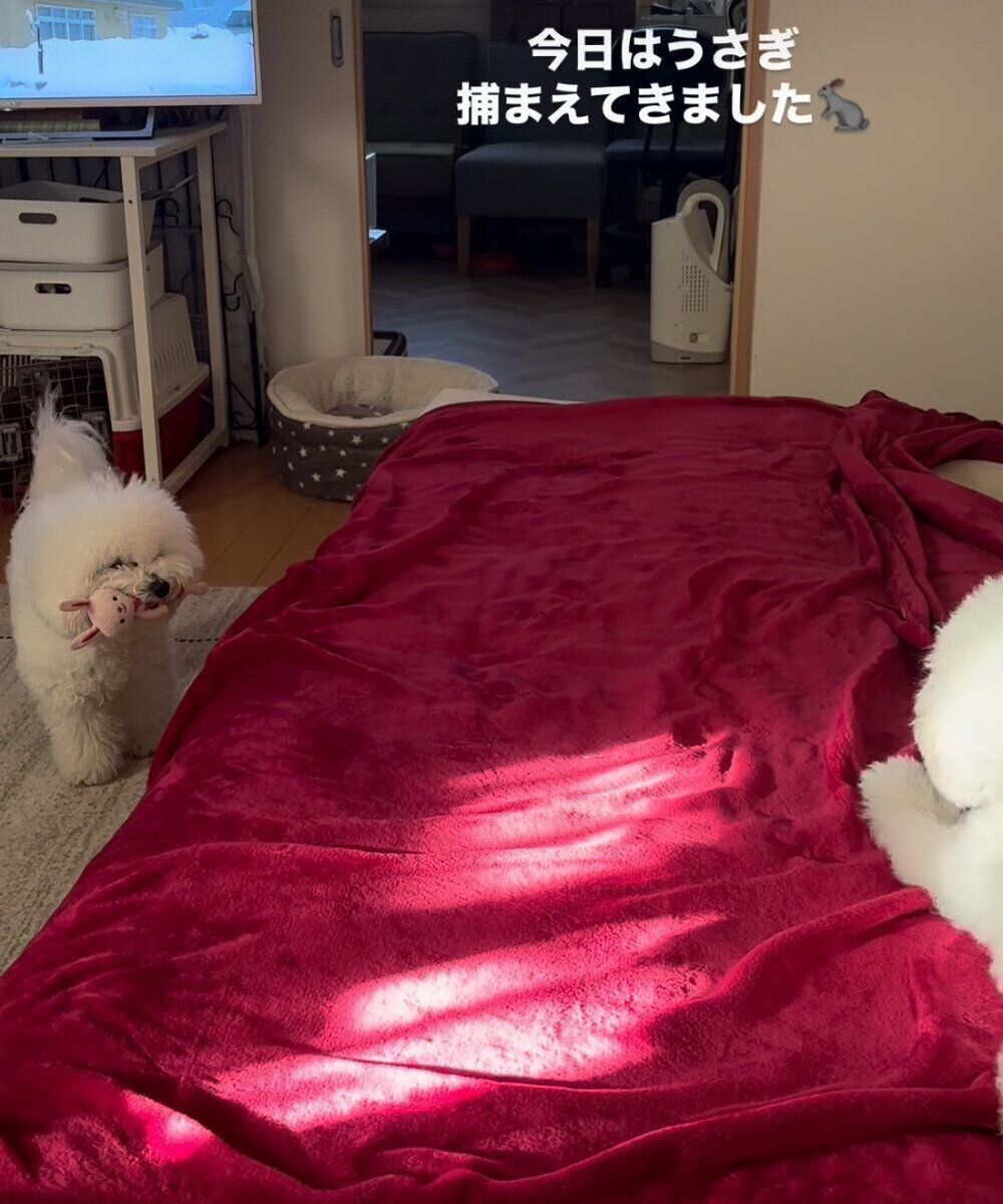 別の日の様子　この日はウサギのおもちゃを持ってごまちゃんを誘っていたのだとか