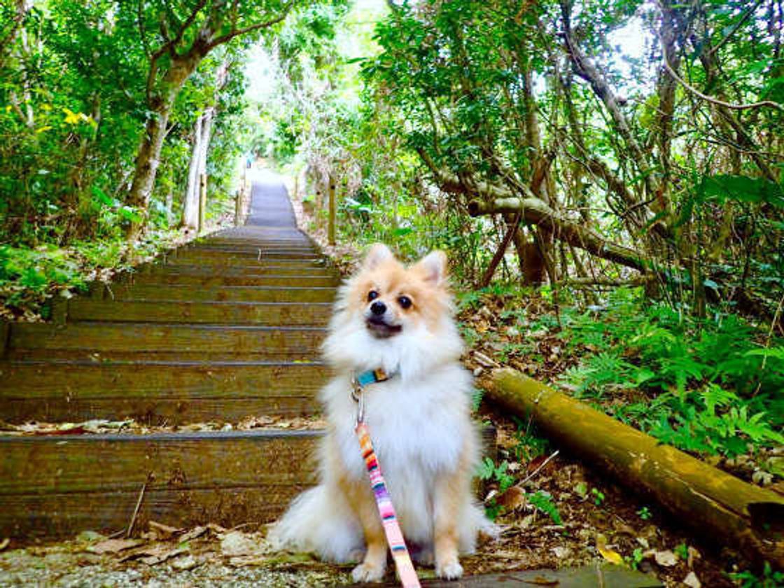シニア世代が犬を飼う 不安もあるけどメリットたくさん いぬのきもちweb Magazine シニア世代が犬を飼う 不安もあるけどメリットたくさん いぬのきもちweb Magazine