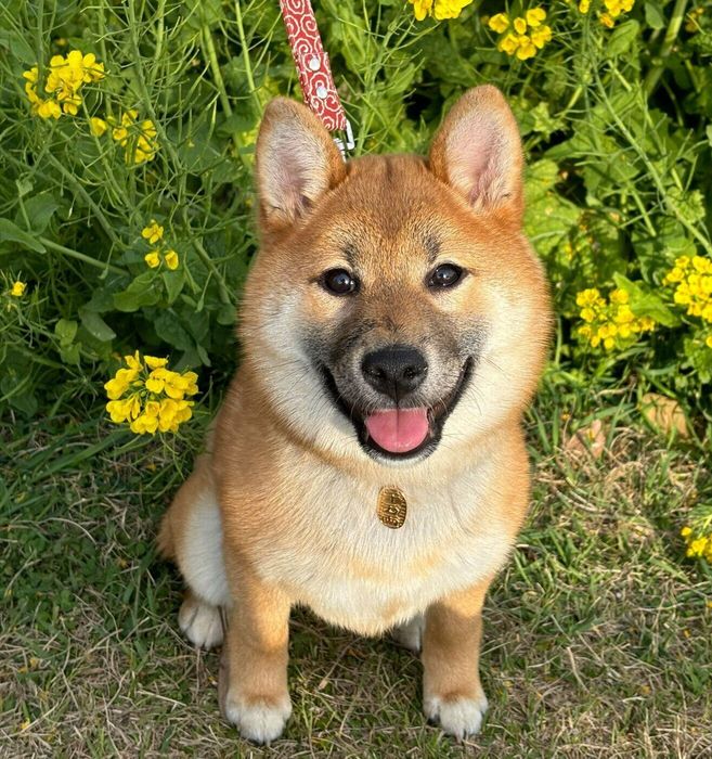 マズルが黒くて耳が完全に立っていなかった柴の子犬→1カ月後の「柴犬らしくなってきた姿」に、成長の早さを実感!|いぬのきもちWEB MAGAZINE