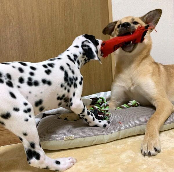 一緒に遊ぶカイトくんとタルちゃん