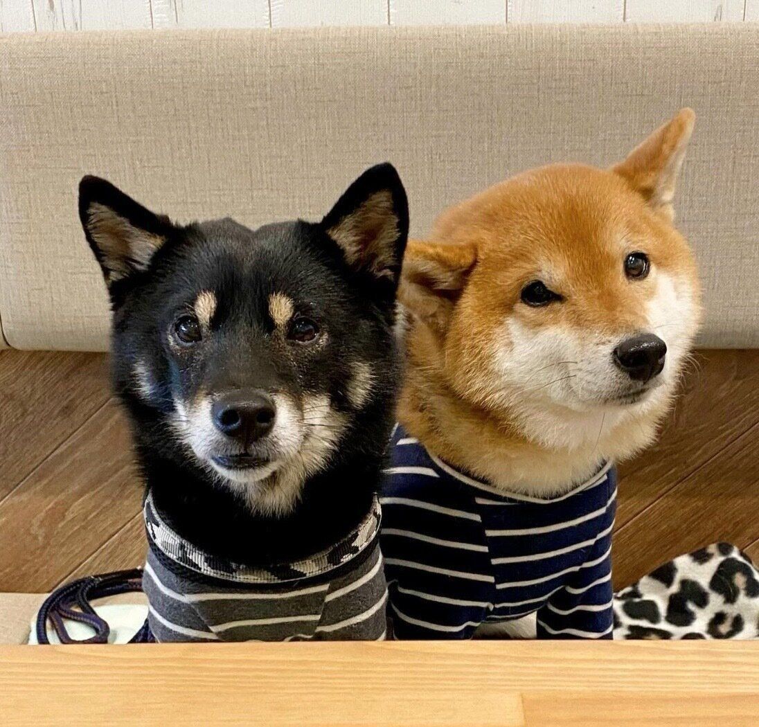 見つめる豆助くん、陽太くん