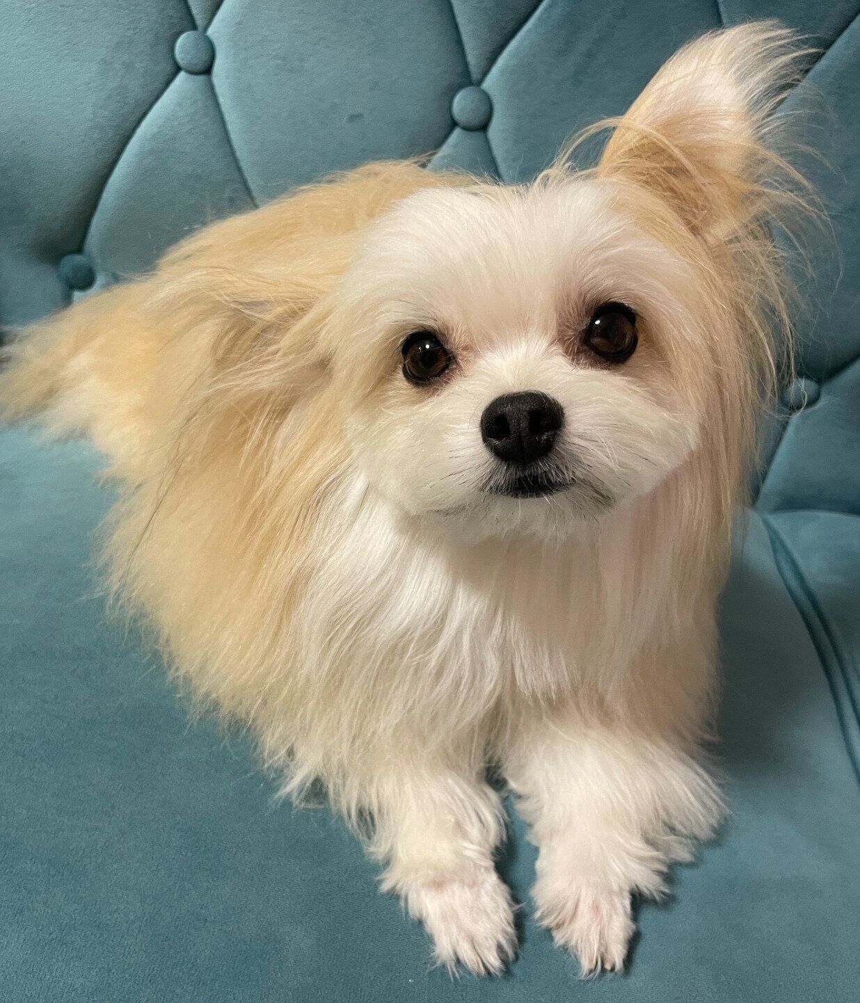 見つめるめろ子ちゃん