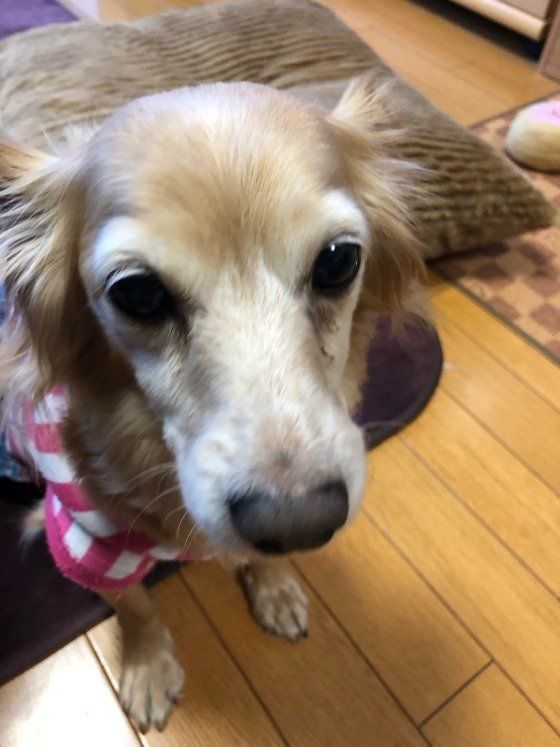 ダックスフンド