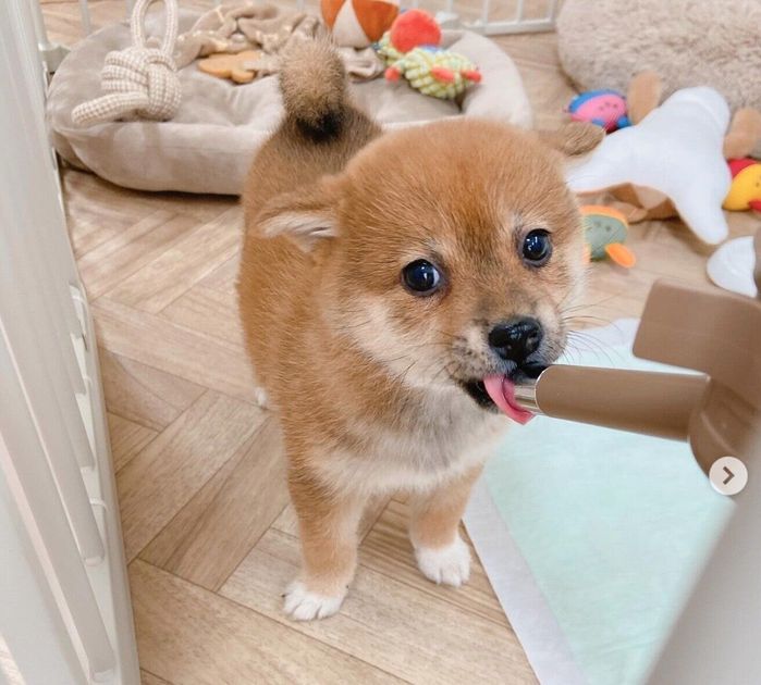 水を飲むこまちゃん