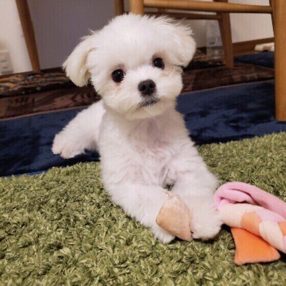 カメラ目線の子犬（マルチーズ、メス）