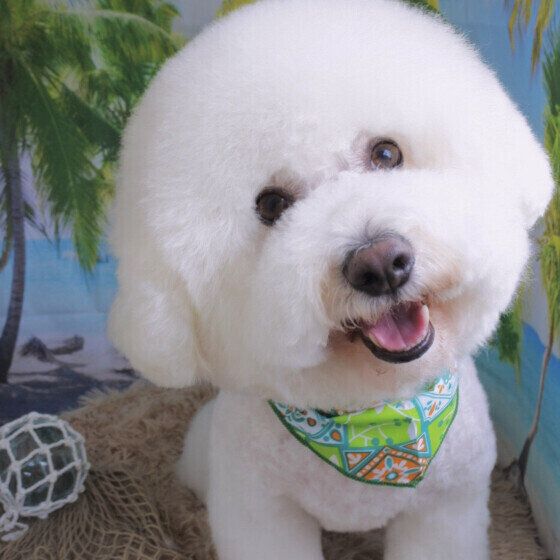 ビション・フリーゼのラテちゃん