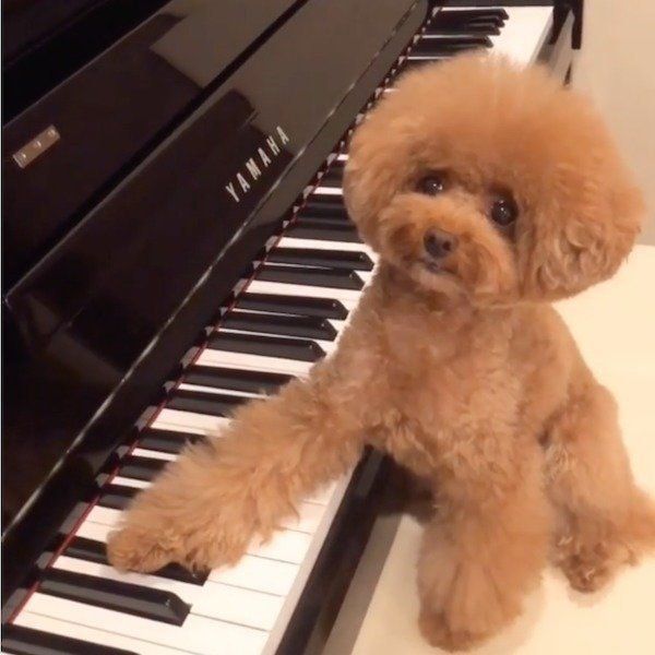 ピアノを弾くトイ・プードル