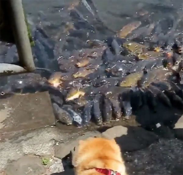 鯉を見つめる柴犬