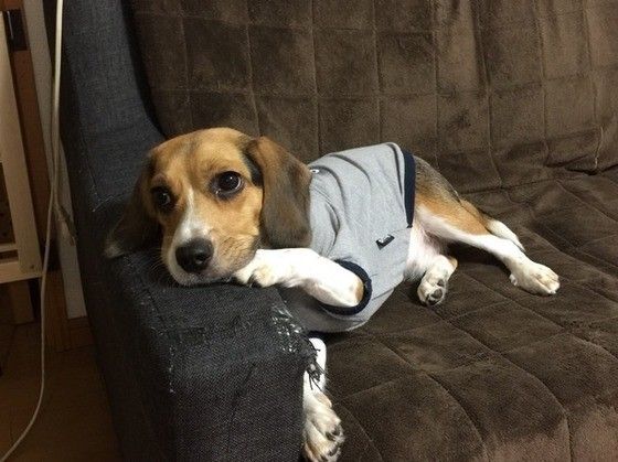 くつろぐビーグル