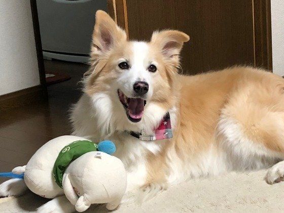 ボーダー・コリー