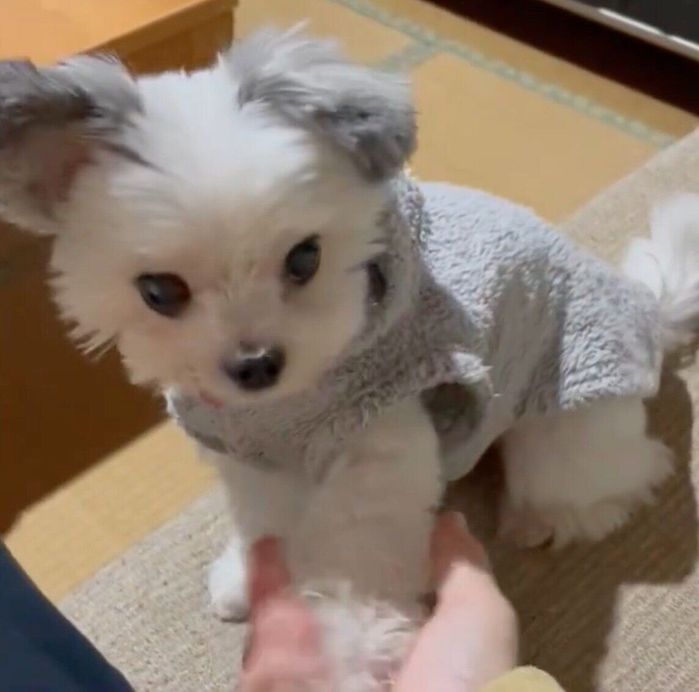 「オテ」をするカマンちゃん