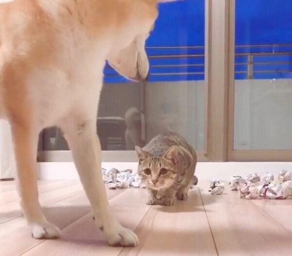 Mugiくんに狙われるHaluくん