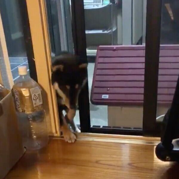 部屋に入ろうとするまめすけくん
