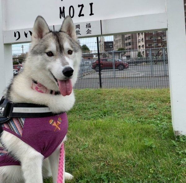 シベリアン・ハスキーのユキちゃん